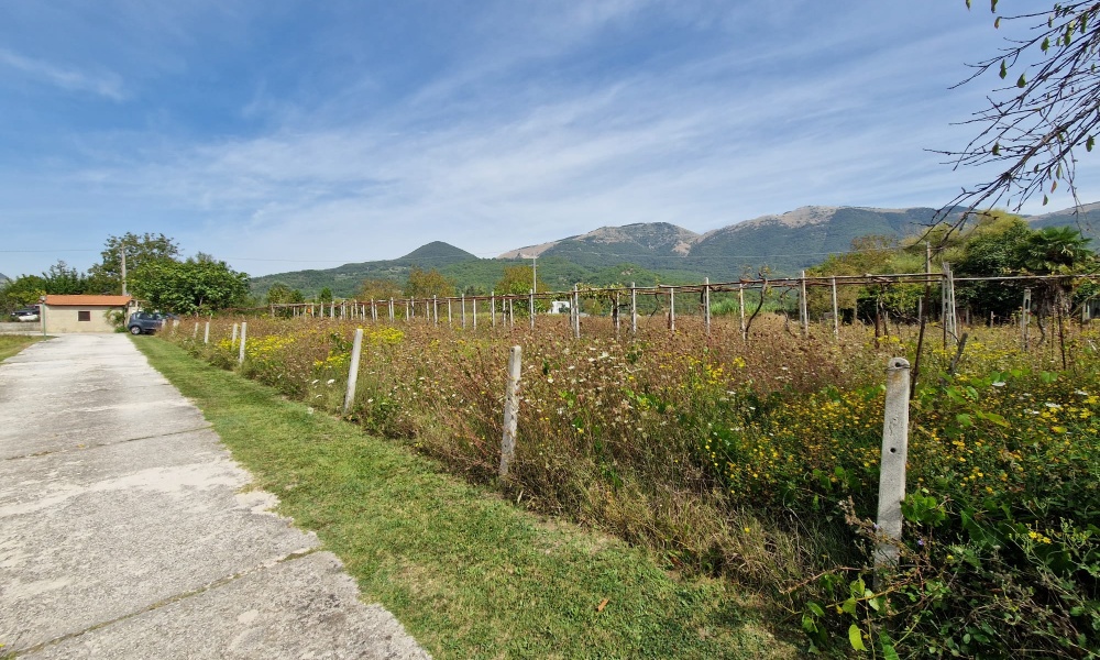 Via Maria Matticoli, 86170, ,Terreno Agricolo,In Vendita,Via Maria Matticoli,1377