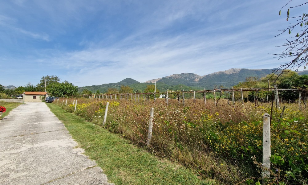 Via Maria Matticoli, 86170, ,Terreno Agricolo,In Vendita,Via Maria Matticoli,1377