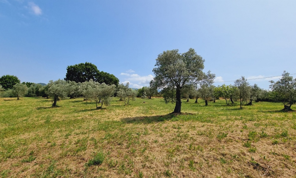 Terreno Agricolo,In Vendita,1506